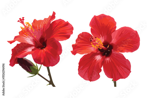 Two vibrant red hibiscus flowers and a bud on a white background Keywords: hibiscus, flower, red, bloom, blossom, tropical