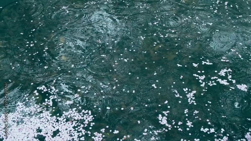 Cherry Blossom Petals Floating on Pond with Rain Ripples in Spring