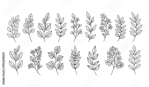 Collection of delicate botanical branch illustrations with leaves and berry clusters isolated on transparent background