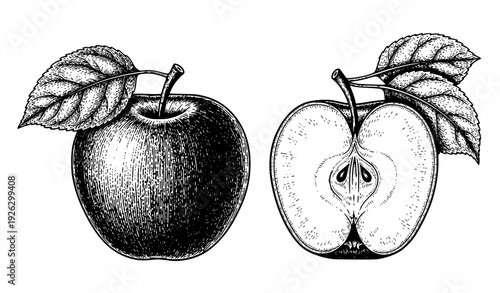 Vintage engraved apple whole and half with leaves botanical illustration isolated on transparent background