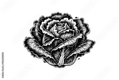 Detailed black and white cabbage drawing with intricate line art on white background