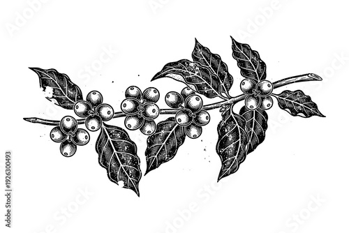Detailed botanical engraving of coffee plant with berries on branch