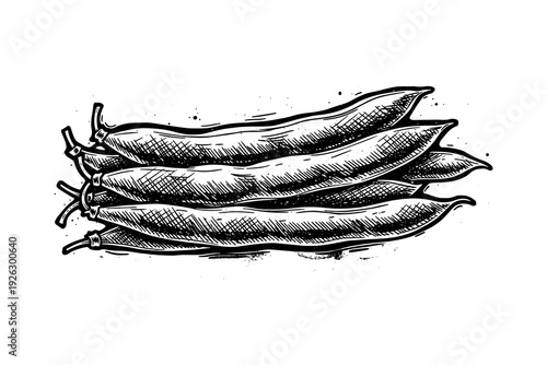Hand drawn black and white bean pods with detailed hatching