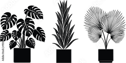 Black vector silhouette set of three potted indoor house plants including monstera deliciosa snake plant and fan palm for home decor and interior branding