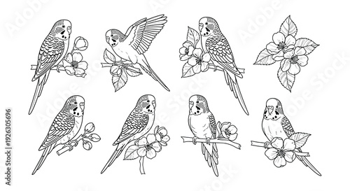 A collection of detailed line art illustrations featuring budgerigars and blossoms