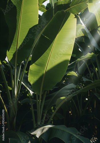 Lush Green Tropical Foliage with Sunlight Streaming Through Leaves
