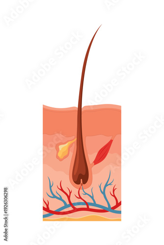 Hair growth cycle. Follicles phase. Catagen hair bulbs phase. Human hair follicle anatomy. Cross section of layers of the skin