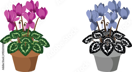 Colorful and grayscale vector illustration set of beautiful potted cyclamen flowers with vibrant purple blooms and decorative patterned leaves for home garden decor branding