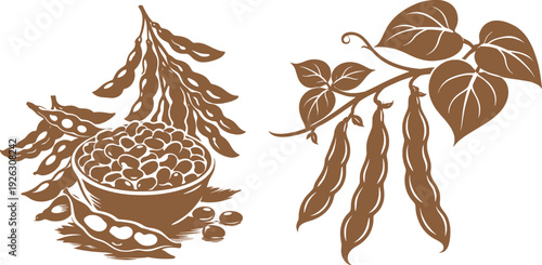 Soybean Pods and Beans Vintage Botanical Illustration.