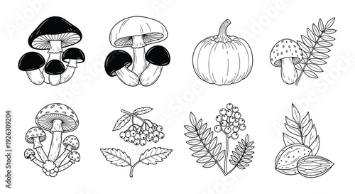 Vintage botanical illustration featuring mushrooms pumpkin and berry branches