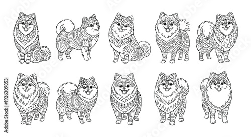 Intricate line art illustrations of pomeranian dogs in various poses
