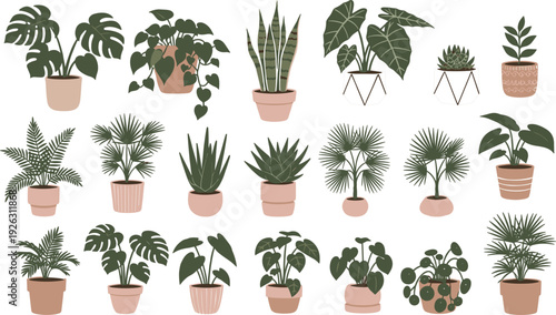 Large vector collection of aesthetic indoor houseplants in terracotta pots featuring monstera snake plant fiddle leaf fig palms and succulents isolated on white for home decor design.