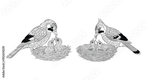 Two blue jays feeding their young in intricately detailed nests