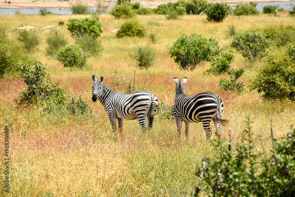 Obraz premium Zebras in African savannah natural habitat wildlife safari scene