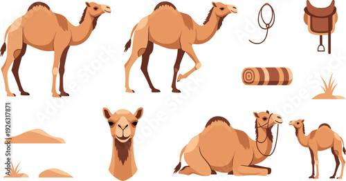 Camel Desert Animal Collection with Walking Standing Sitting Saddle Rope and Sand Dunes Flat Vector Illustration.