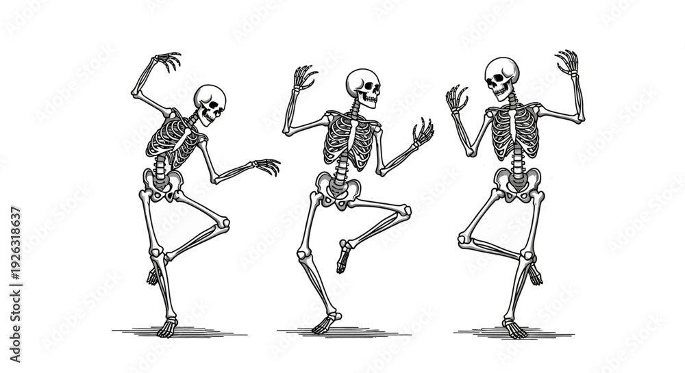 Fototapeta premium Three Dancing Skeletons in a Row Isolated on White Background with Shadows