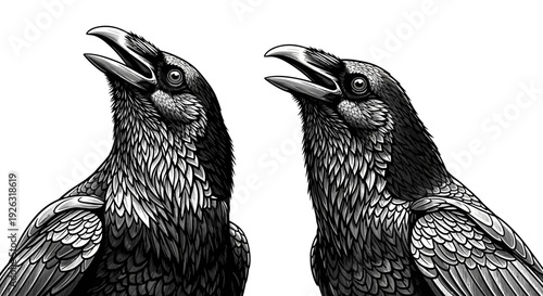 Two Stylized Ravens with Open Beaks Against a White Background, Dramatic Black and White
