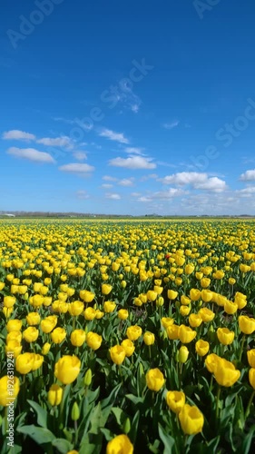 Vertical video of a blooming tulip field during a sunny spring day. Vibrant flowers swaying in a light breeze against a clear sky. Concept of nature, agriculture, and seasonal beauty.