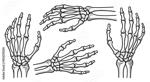 Stylized Skeleton Hands - Multiple Anatomical Views of the Human Hand Bones