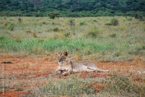 Canvas Print Lioness resting in African savannah wildlife safari landscape