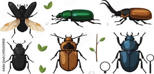 Beetle and Fly Insect Collection with Different Species Top View Entomology Set Detailed Flat Vector Illustration.