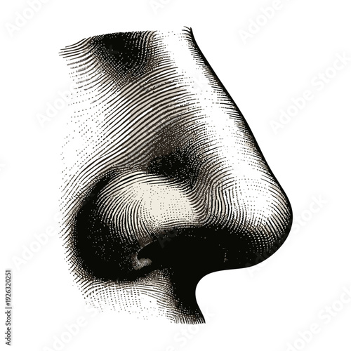 Engraved Human Nose in Profile View, Detailed Artistic Illustration for Anatomy or Vintage Design