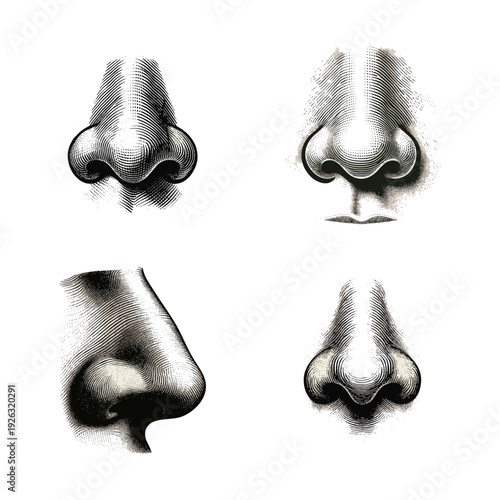 Human Nose Anatomy Engravings. Detailed Illustrations in Vintage Style.