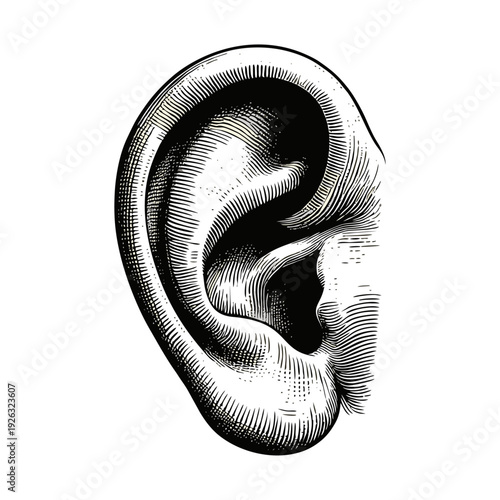 Detailed Human Ear Anatomy Woodcut Engraving Isolated on White Background