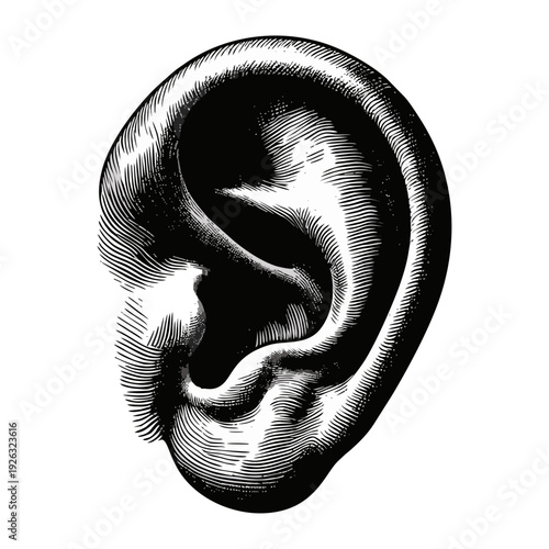 Engraved Human Ear Illustration, Black and White Vintage Anatomy Drawing