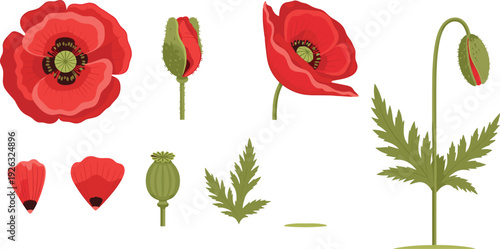 Red poppy flower vector set with bud leaves seed pod and blooming botanical elements for remembrance floral and nature design.