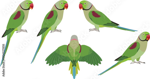 Green parrot vector set with flying and perched tropical bird poses for wildlife nature illustration and exotic animal design.