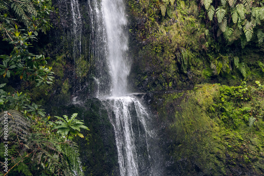 Obraz premium Waterfall plunging over mossy rock wall in laurel forest, along Levada do Caldeirao Verde PR9 hike near Santana Madeira Portugal with ferns and mist spray