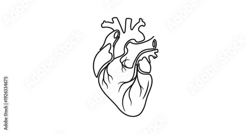Detailed anatomical human heart line art illustration.