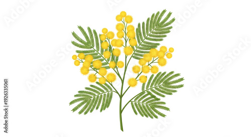 A delicate illustration of mimosa branches with vibrant yellow flowers
