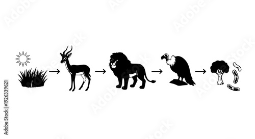 Savanna Food Chain Cartoon Diagram – Educational Vector Illustration