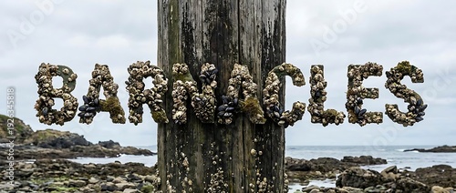 Word barnacles spelled with sea shells on wooden pier piling