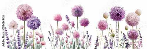 Watercolor wildflower set with delicate meadow blooms, Allium, and botanical elements. Perfect for spring cards, floral patterns, or romantic garden designs. Vector illustration.