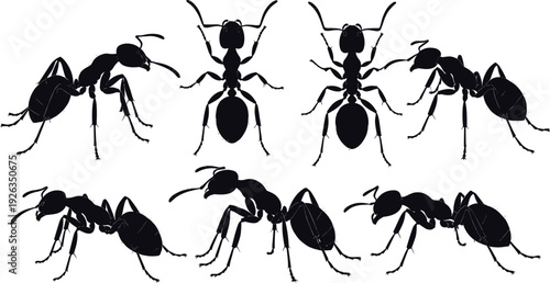 Black ant silhouettes in multiple views isolated on white background, detailed insect anatomy illustration for entomology, pest control, wildlife, and vector design use