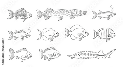 Vintage illustration of various freshwater fish species in a row