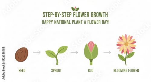 Step by step flower growth stages from seed to blooming flower on white background