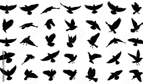 Collection of flying bird silhouettes in different wing positions and flight angles isolated on white background vector illustration set