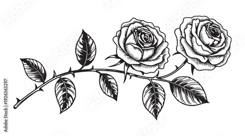 Hand drawn two rose flowers on stem with leaves and thorns isolated on white background vintage floral sketch
