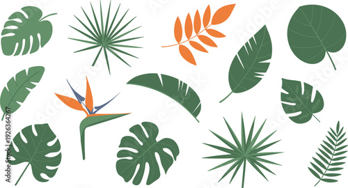 Flat minimalist tropical leaves set, monstera palm banana bird of paradise botanical vector illustration collection isolated