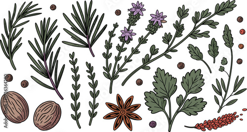 Detailed botanical herb and spice illustration set, hand drawn rosemary thyme parsley anise nutmeg isolated on white background