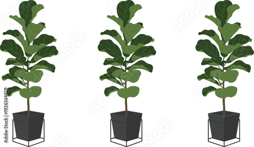 Minimalist fiddle leaf fig plant illustration set, modern indoor potted houseplant in black planter isolated on white background