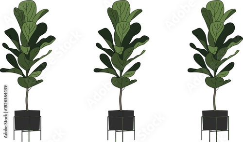 Minimalist indoor fiddle leaf fig plant illustration, modern potted houseplant in black stand isolated on white background
