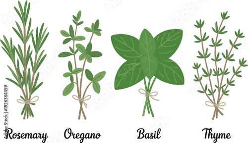 Rosemary oregano basil and thyme fresh herb illustration set, flat minimalist botanical culinary plants isolated on white background vector