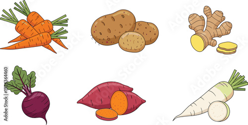 Fresh root vegetables collection illustration, carrot potato ginger beetroot sweet potato radish organic food set healthy cooking ingredient vector isolated