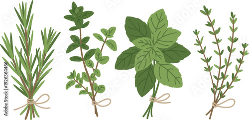 Rosemary oregano basil and thyme fresh herb illustration, flat minimalist culinary plant collection isolated on white background vector