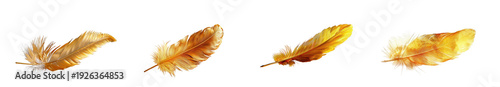 Set of four golden feathers isolated on white background, delicate and luxurious design elements isolated on transparent background